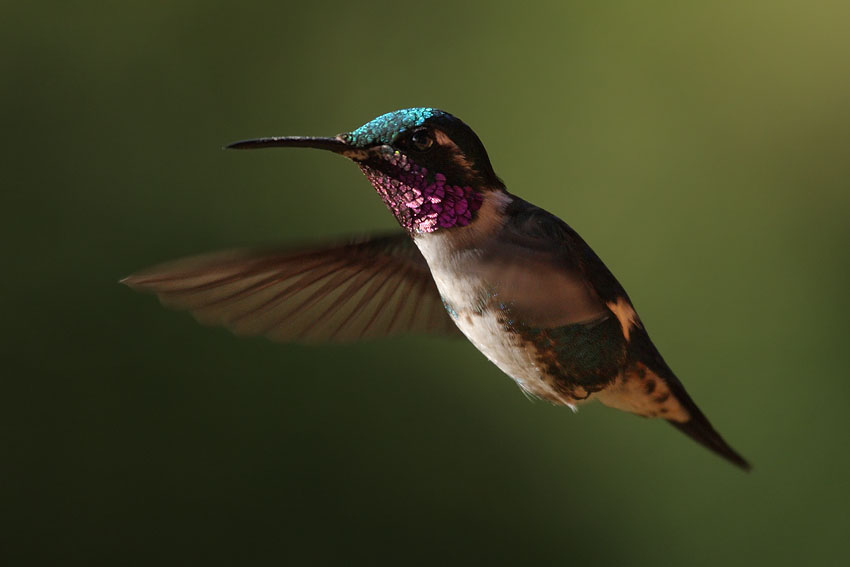 kolibri bird